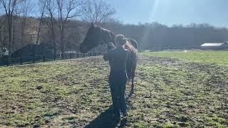 How To Take Tiz & Danebury From Paddock To Stalls In The Morning