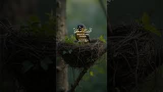 Most beautiful Tilawat daily Quran Tilawat beautiful voice Quran recitation #tilawatshorts #shots