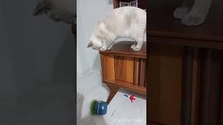 Zıpır'ın TV Ünitesi Düzenleme Şekli