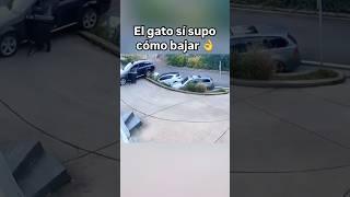 ¡Increíble! Coche cae de un garaje y el gato huye del peligro! 