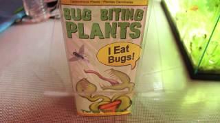 VENUS FLY TRAP AND PITCHER PLANT FROM LOWES: BIG BITING PLANTS