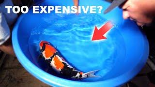 Discover the BEST Koi Shopping Secrets in Japan