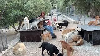 Every dog needs a home and not a shelter ️- Takis Shelter