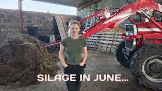 FEEDING BALES OF SILAGE IN JUNE