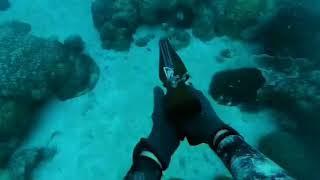 ONE BREATH AND EAT WHAT YOU CATCH (SPEARFISHING LIFE)