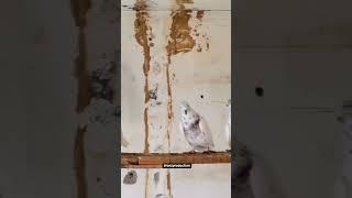 Kabutar malwai mental nasl up Kaka #video #Shorts #punjabi