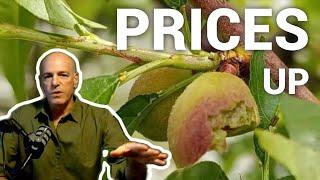 Food Prices Will Keep Going Up During the Money Replacement