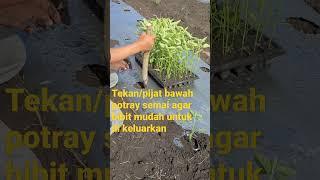 Cara cepat dan mudah pindahakan bibit cabe dari potray semai #cabe #petani @petanigayomelenial