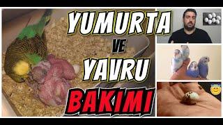 MUHABBET KUŞUM YUMURTLADI ! NE YAPMALIYIM ? YAVRU BAKIMINDA BUNLARA DİKKAT EDİN!