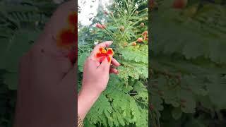 Old Song || #oldisgoldsongs  #arzoo #hero #epic #phool #nature #naturelovers #beauty #moments #kind