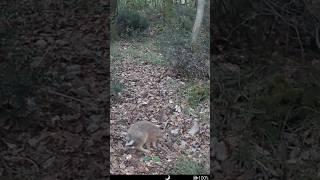 velocità massima lepre !!! guarda la fine #fototrappola #trailcam #shorts #lepre