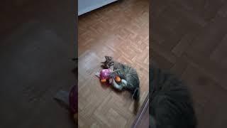 Первая в жизни котика игрушка