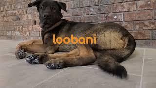 Loobani Dog Paw Pad V2.0   How our dog paw protector help your dog