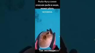 мем про рыбу фугу