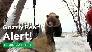 Filming Grizzly Bears Where No One Dared Before | Filming Wildlife in 4K