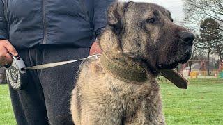 Baron The Dominant - Most Powerful Breed In The World #kangal #mashallah