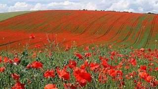 In Flanders Fields by John McCrae (May 1915)