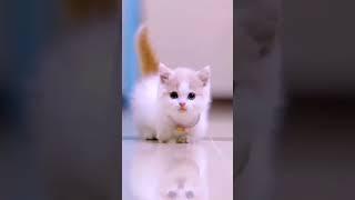 cute kitten moment#haaye kitna cute hai  ye#shorts#jk beauty