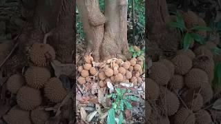 Durian kura kura asli kalimantan paling langka didunia #durian #duriankurakura