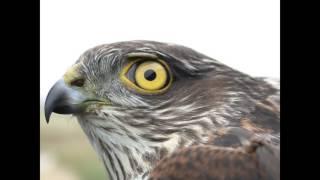 accipiter nisus