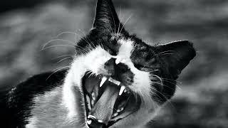 Angry Cat Sounds - This Cat Sounds Angry | Cat Sounds 