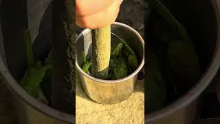 Survival Skills: How to Beat Mosquitoes #bushcraft #survival #camping #shorts
