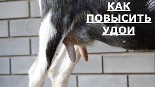 Как повысить удои у коз.