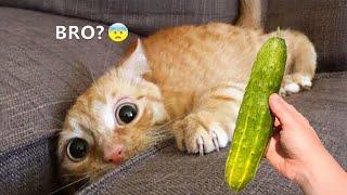 Funniest Animals 2025 - Funny Cats and Dogs - Funny Animal Videos #35