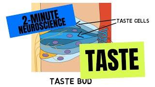 2-Minute Neuroscience: Taste