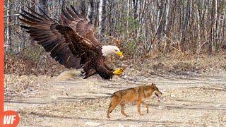 When an Eagle Attacks Wolf..It Grabs It in Seconds