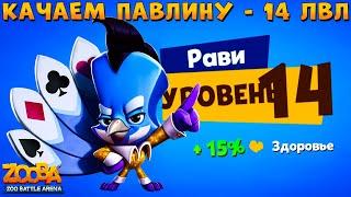 КАЧАЕМ ПАВЛИНА РАВИ НА 14 УРОВЕНЬ + 4 СЛОТ В ИГРЕ ZOOBA