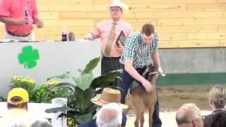 Marshall Johnson | Fillmore County | Grand Champion Dairy Meat Goat
