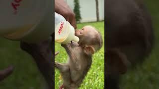 Baby monkey tiny cutie #monkey #baby #happy #cute #baby #shorts