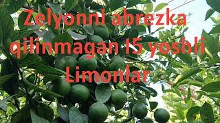 23:08:2024 Bugun Farg'ona Rishtonga tashrif buyurdik 15 yoshli limonlar Tel:979499891#agranomlimon