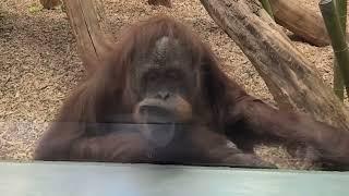 Sumatran Orangutans at Louisville Zoo 10/19/24