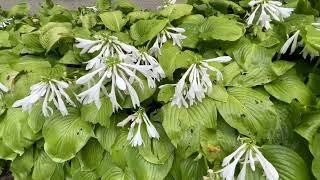 Hosta Plantiginea Grandiflora