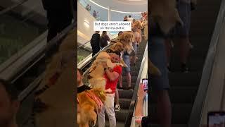 Golden Retrievers Carried Down Escalator #shorts