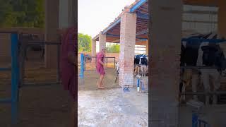 Cow Farm #india #viralvideo #trendingshorts #viralshorts