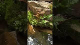 Low maintenance, mature koi pond in Greenville Sc