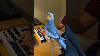 YumYum’s Most Viral Video Turns One! #bird #cockatiel #parrot #yumyumthetiel