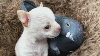 Pigeon loses ability to fly. He adapts by becoming one of the dogs.