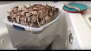 GordoTEK Mushroom Cultivation Revised