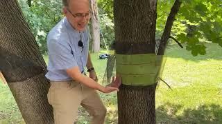 Trapping Options for Catching Spotted Lanternfly, presented by NYSDAM, NYSDEC, and NYSIPM