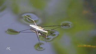 Gemeiner Wasserläufer (Gerris lacustris)