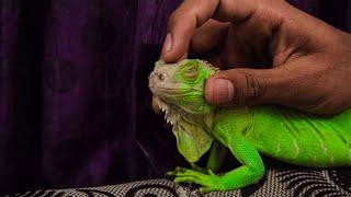 How to relax a green Iguana |