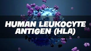 HLA - Human Leukocyte Antigen Simplified - Immunology