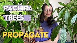 How to PROPAGATE Money Tree in Water | How to Grow a Bushy Money Tree