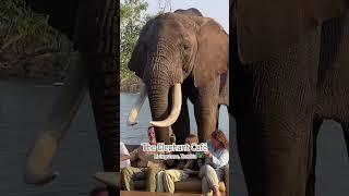 Elephant Interaction. #elephant #travel #trendingshorts #tourism #zambia #trendingvideo