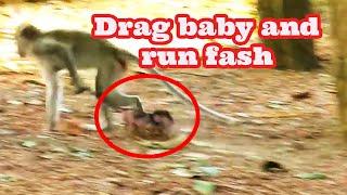 Amazing moments!!! Catching Clip!!! Tiny baby monkey crying | Serene Natural Wildlife