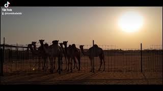 #Dubai Camel farm | Camel Race